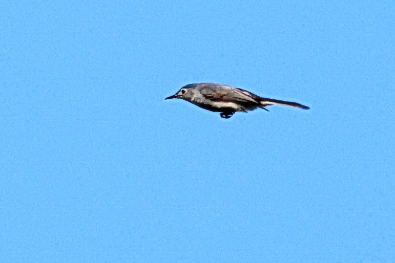 Blue-gray Gnatcatcher - ML583486111