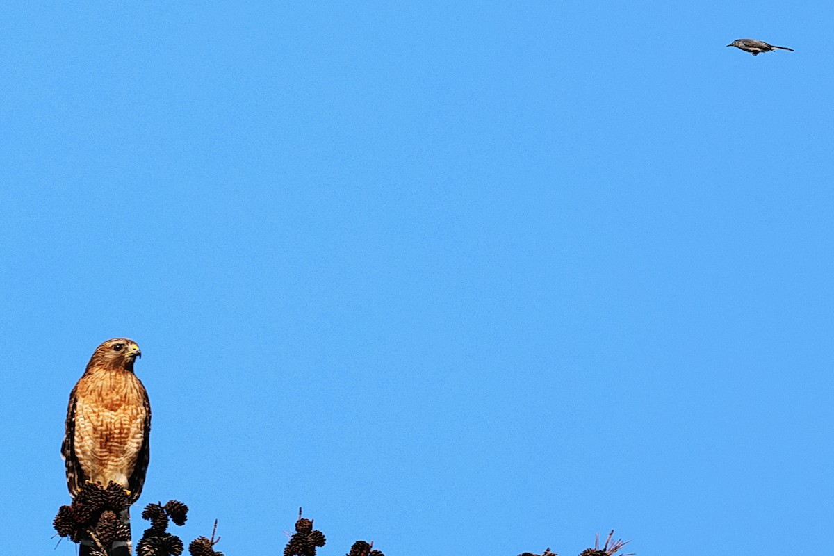 Blue-gray Gnatcatcher - ML583486171