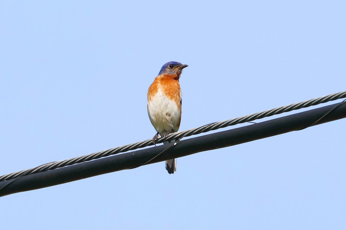 Eastern Bluebird - Stan Chapman