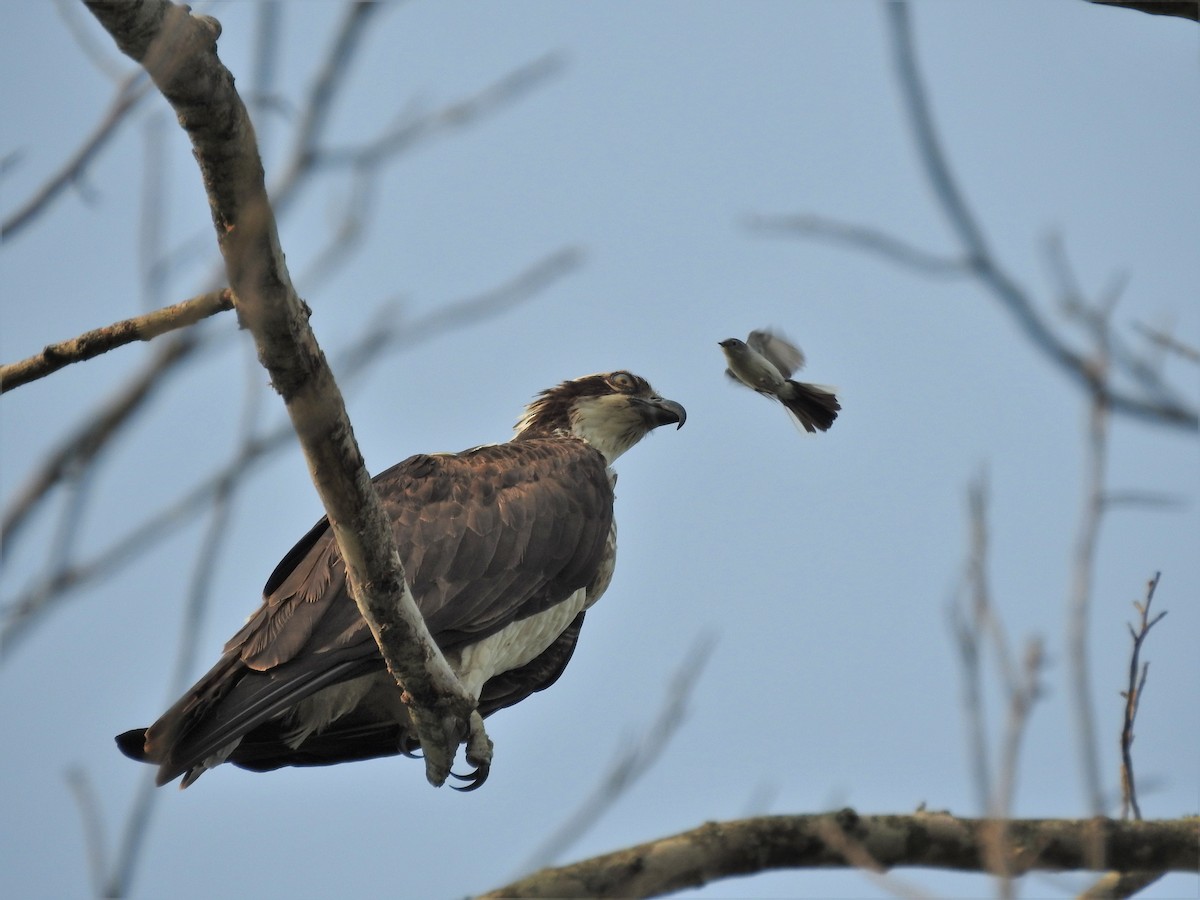 Osprey - Diane Girgente