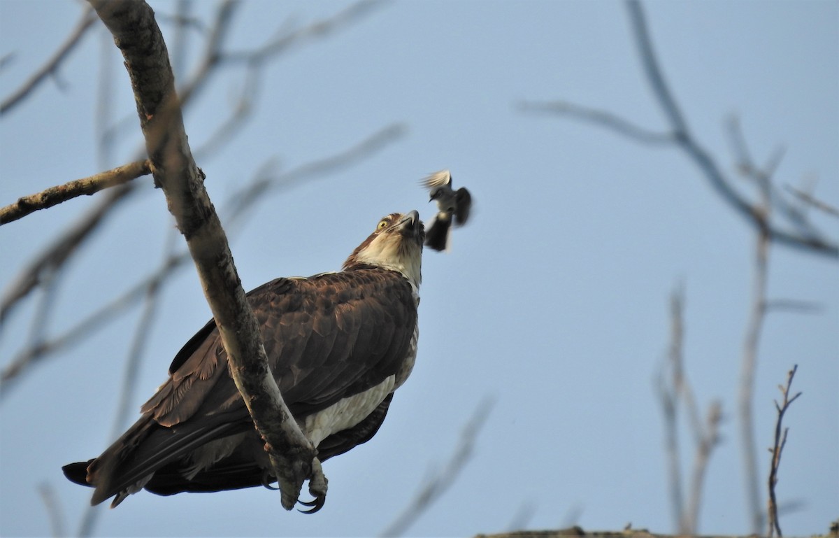 Osprey - ML583486731