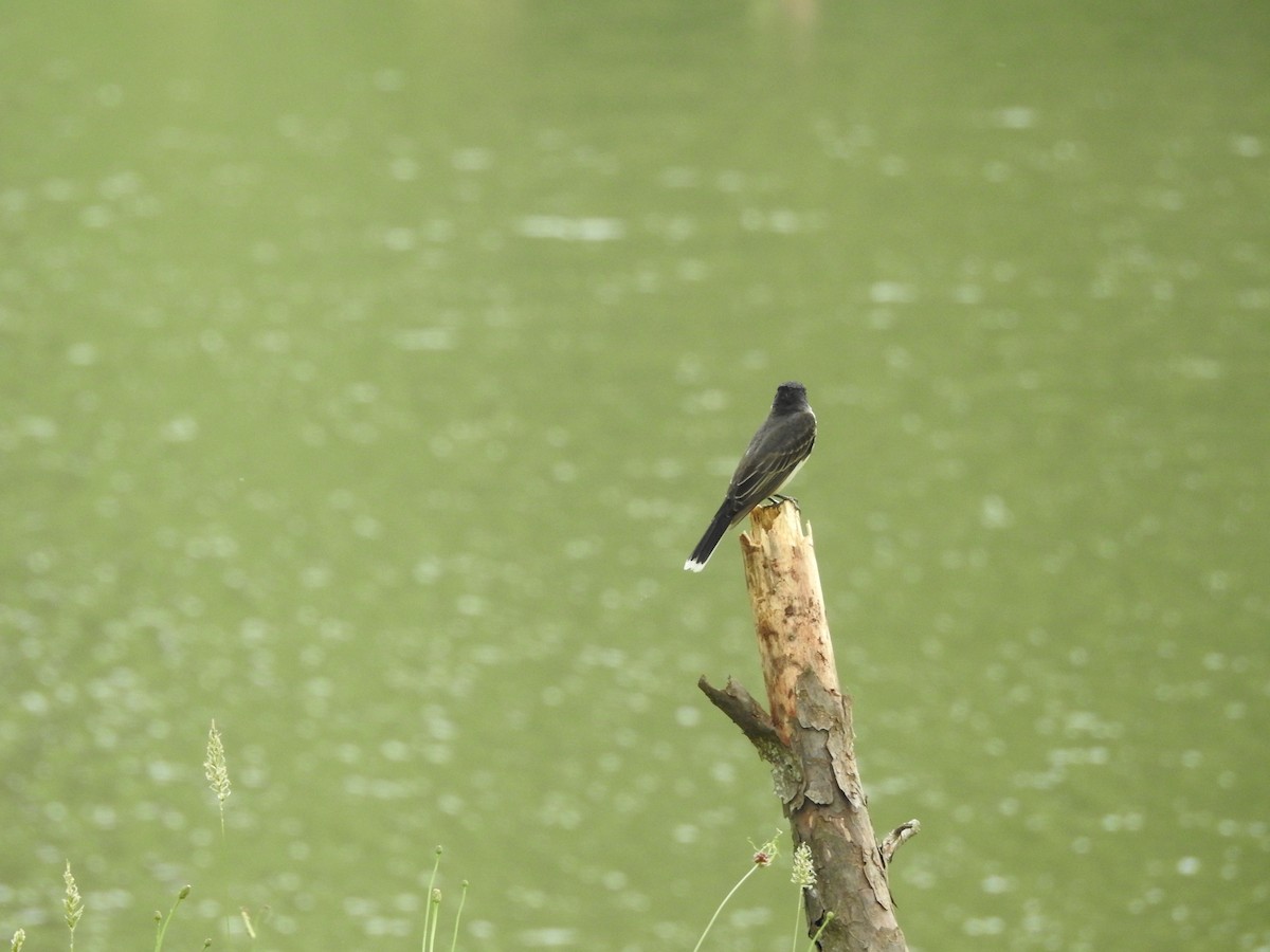 Eastern Kingbird - ML583486961