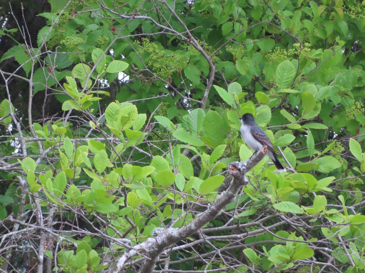 Eastern Kingbird - ML583486971