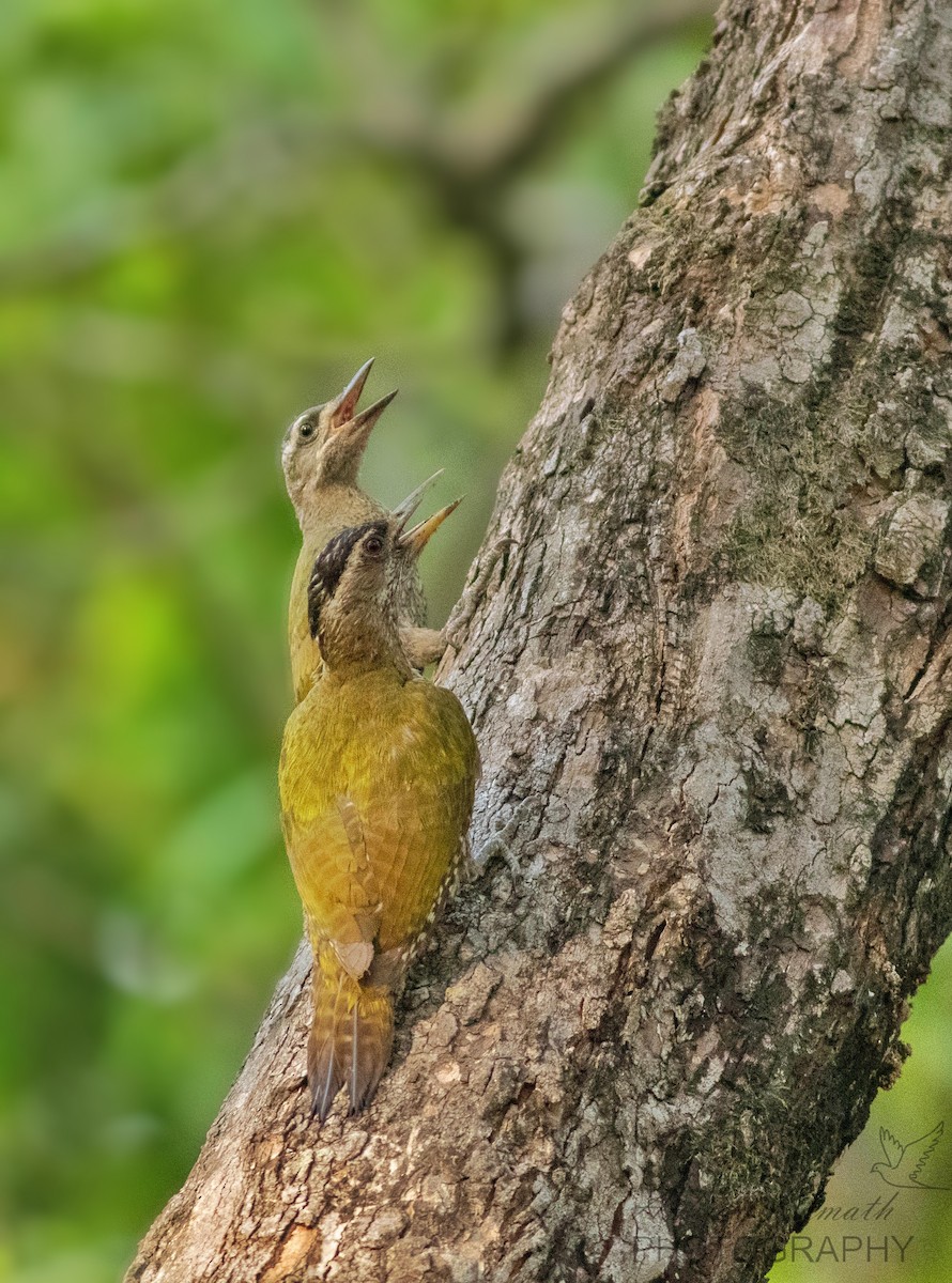 Streak-throated Woodpecker - Ashray Kamath
