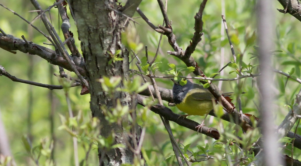 Mourning Warbler - ML58348731