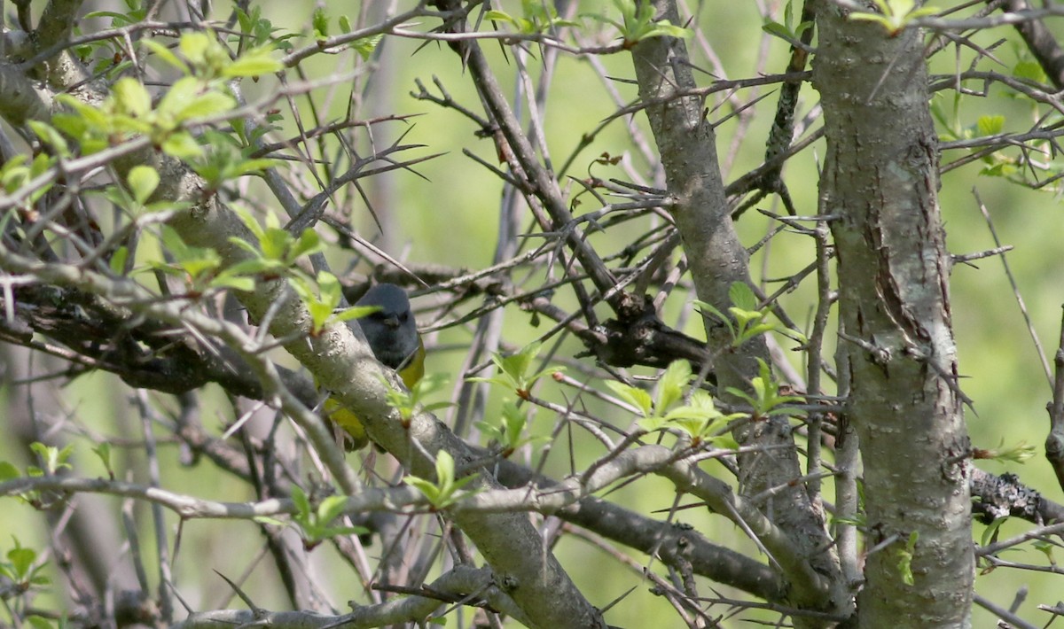 Graukopf-Waldsänger - ML58348741