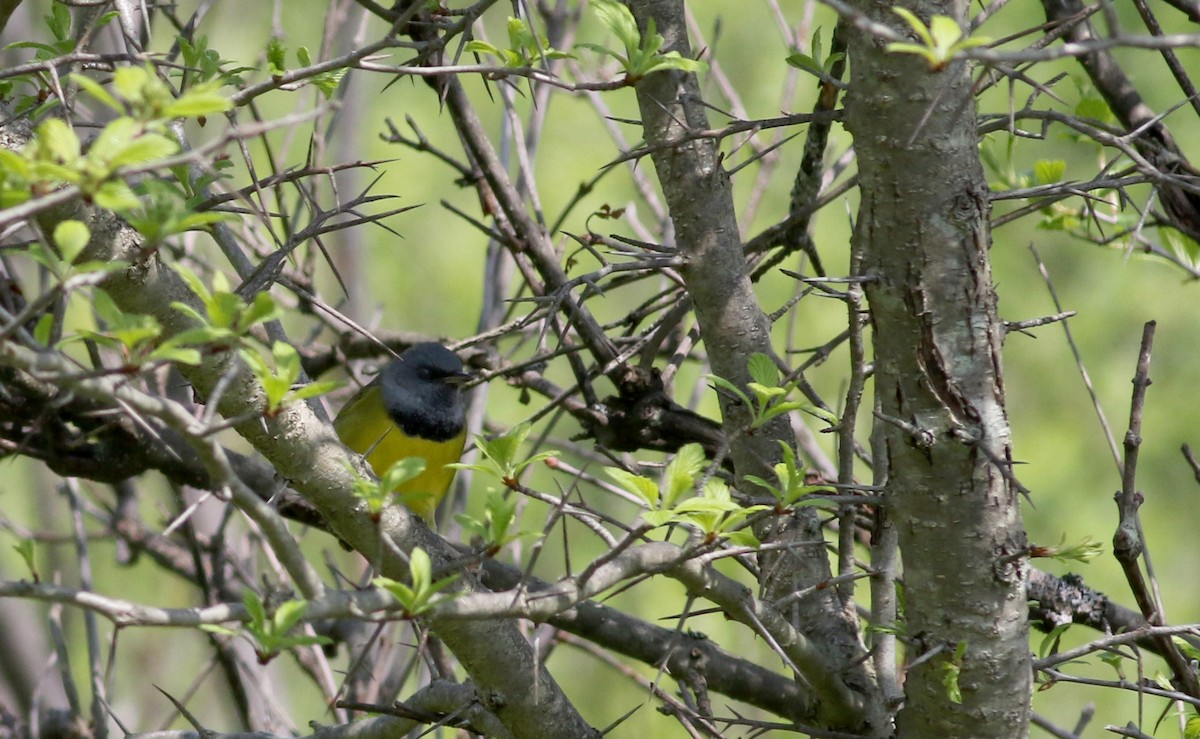 Graukopf-Waldsänger - ML58348761