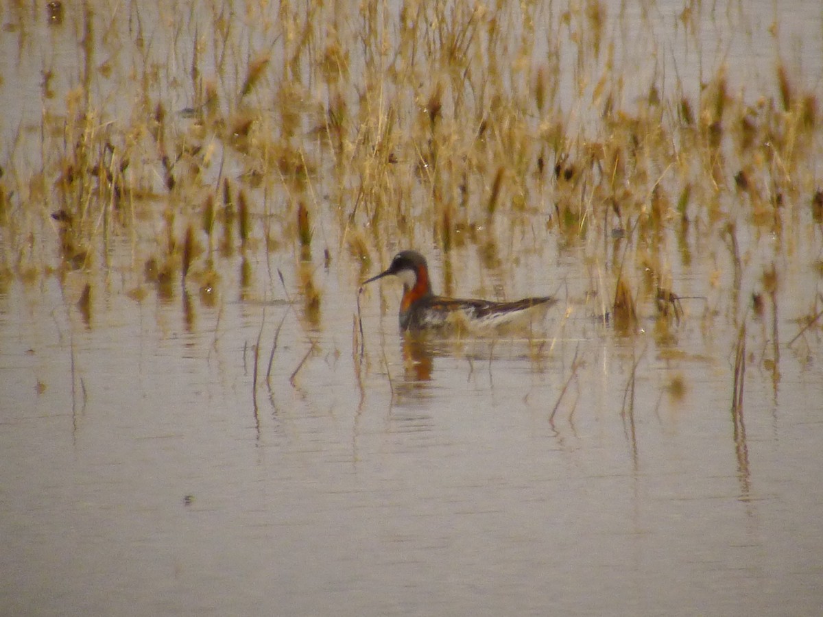 Red-necked Phalarope - ML583487651