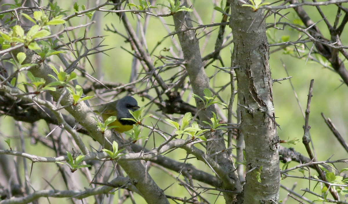 Graukopf-Waldsänger - ML58348771