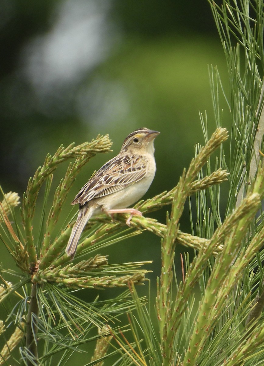 Grasshopper Sparrow - ML583488151