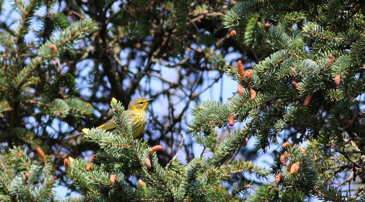 Cape May Warbler - ML58348821