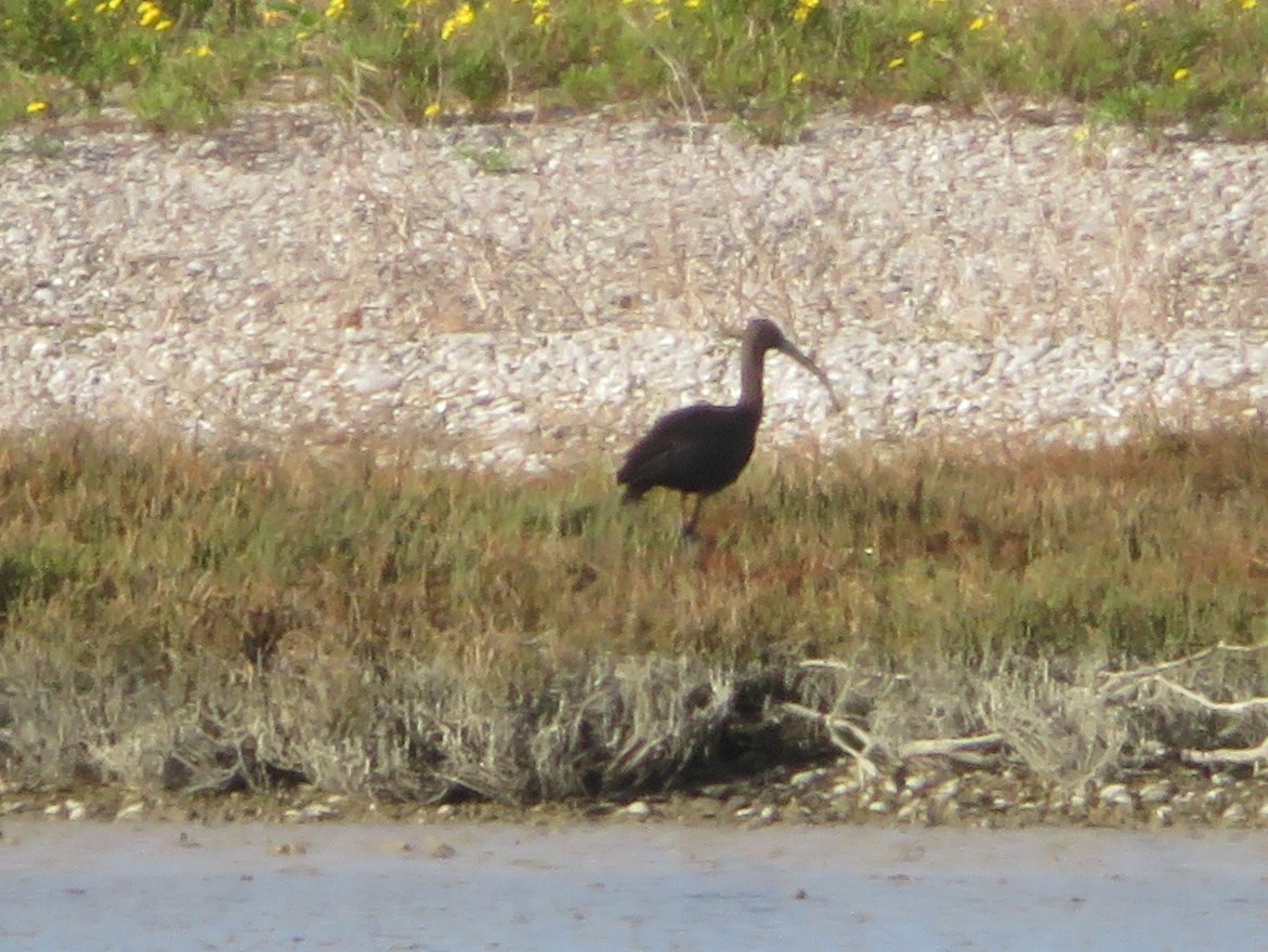 ibis hnědý - ML583488521