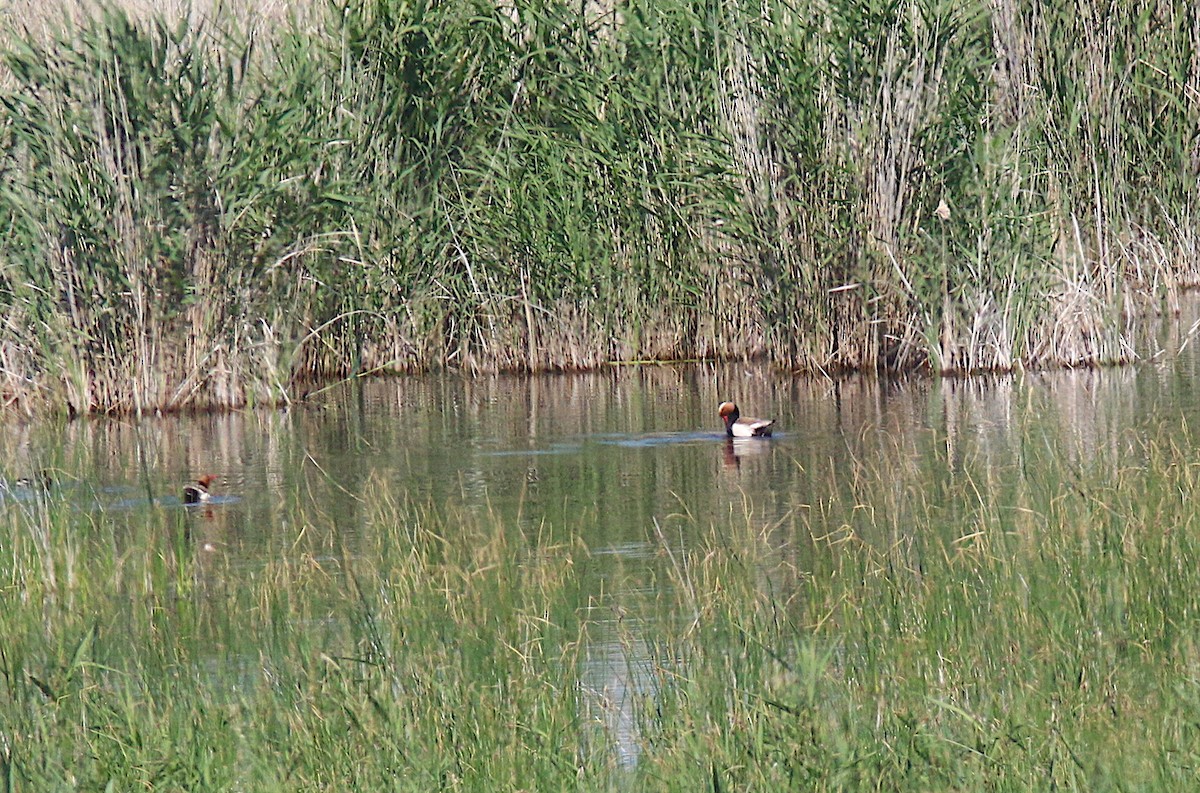 Red-crested Pochard - ML583489221