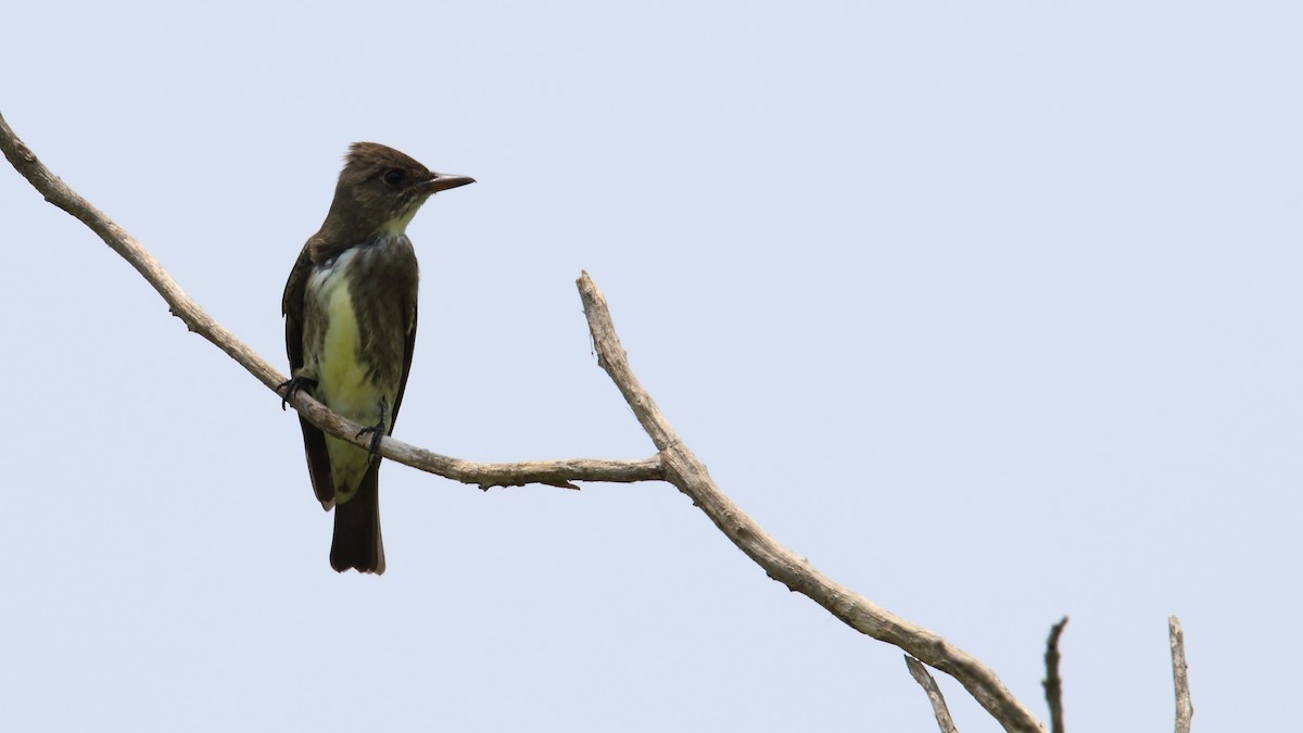 Olive-sided Flycatcher - ML583489441