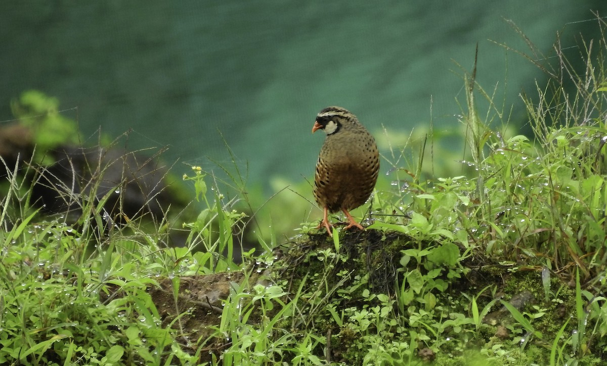 Painted Bush-Quail - Abhijeet Rasal