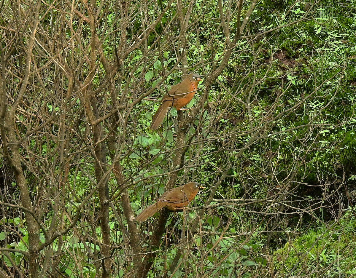 Orangebauch-Drosselhäherling - ML583490211