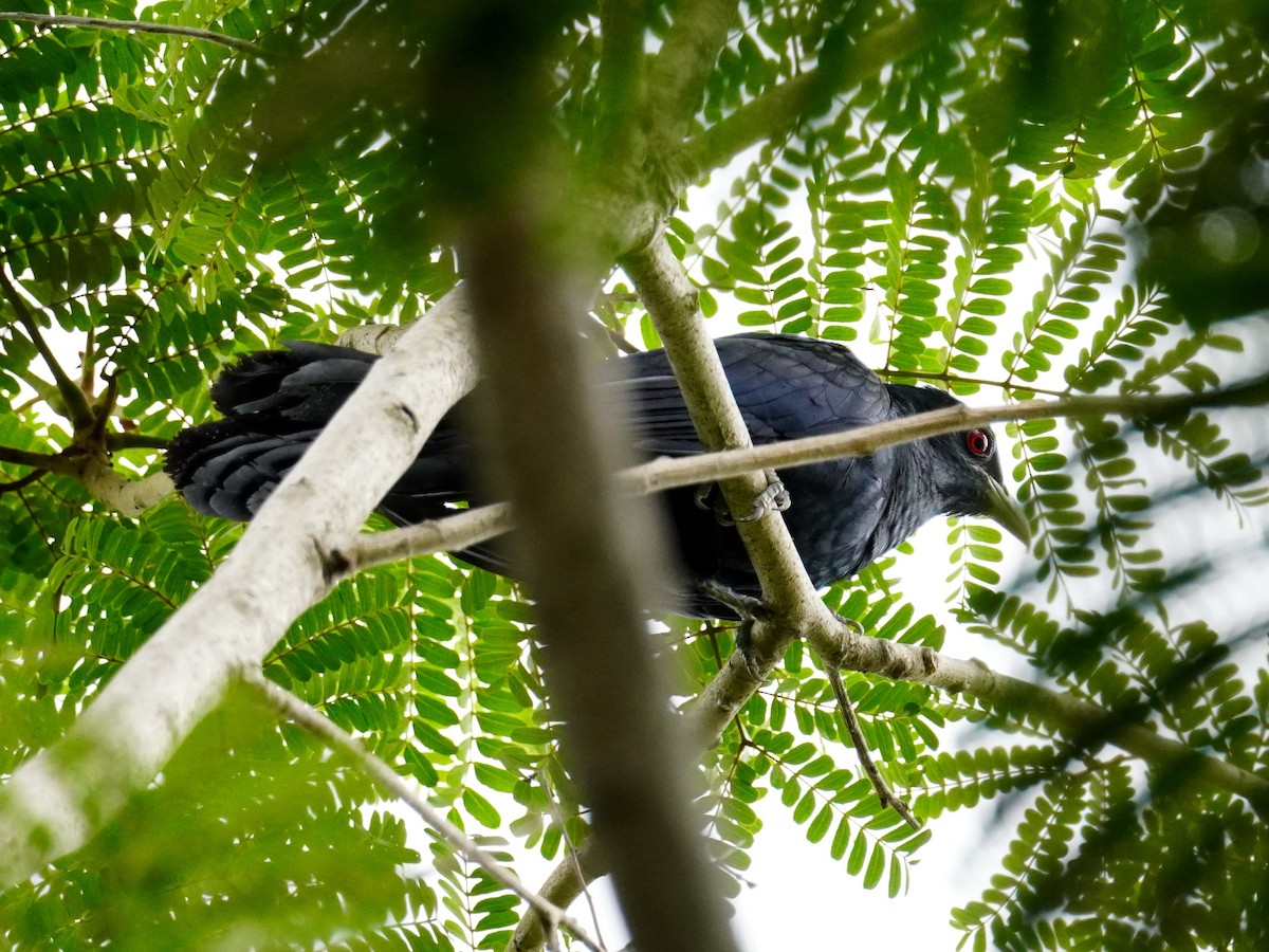 Asian Koel - Donnie Tsui