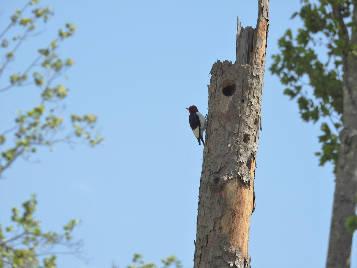 Red-headed Woodpecker - ML583490311