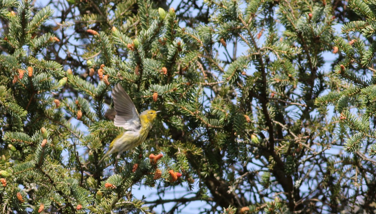 Cape May Warbler - ML58349041