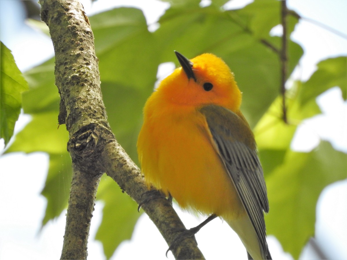 Prothonotary Warbler - ML583490481