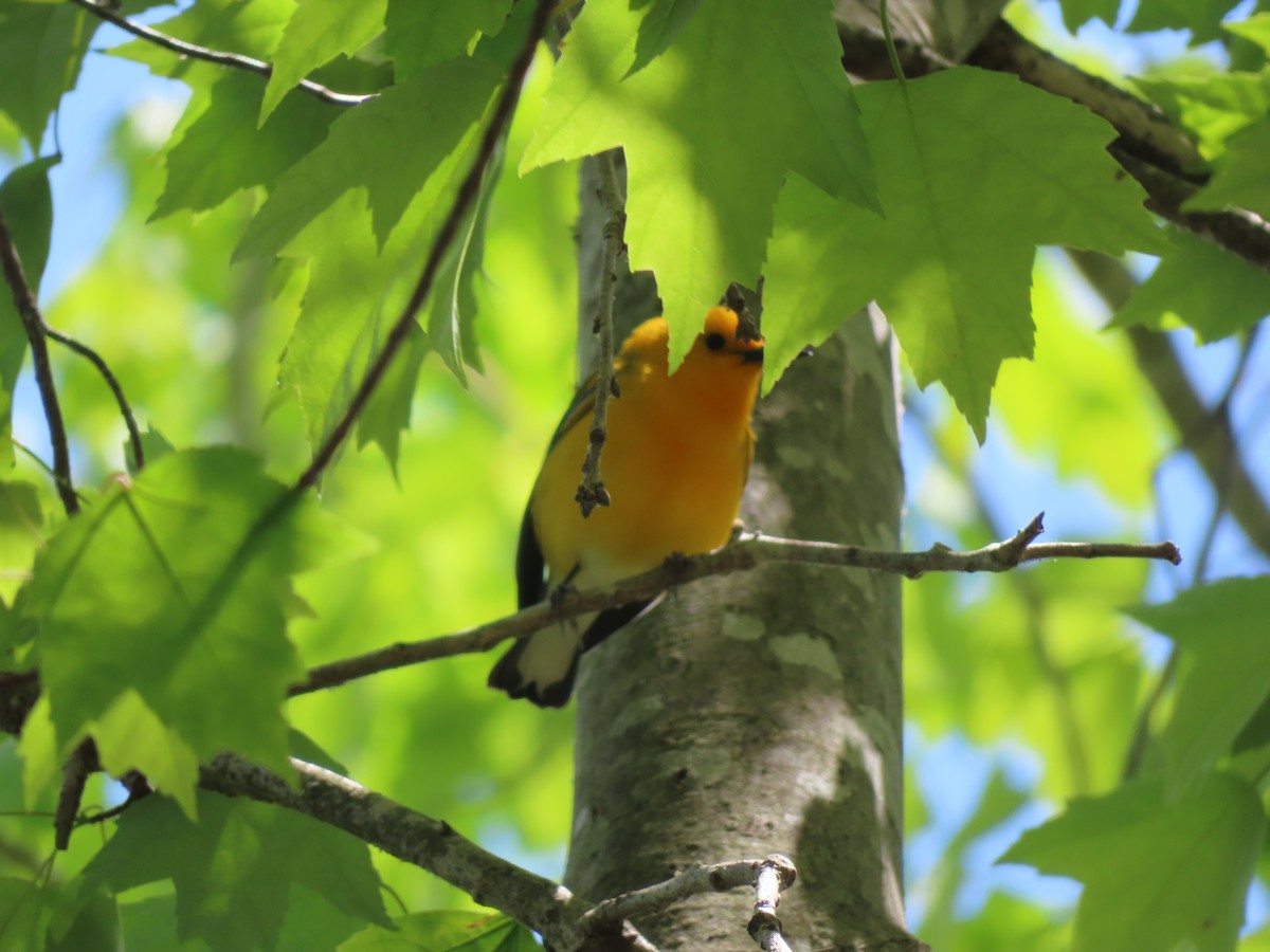 Prothonotary Warbler - ML583490491