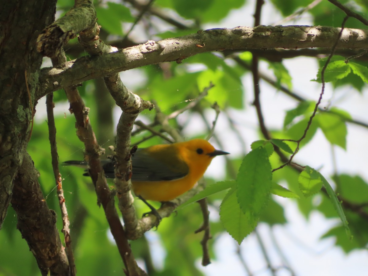 Prothonotary Warbler - ML583490501