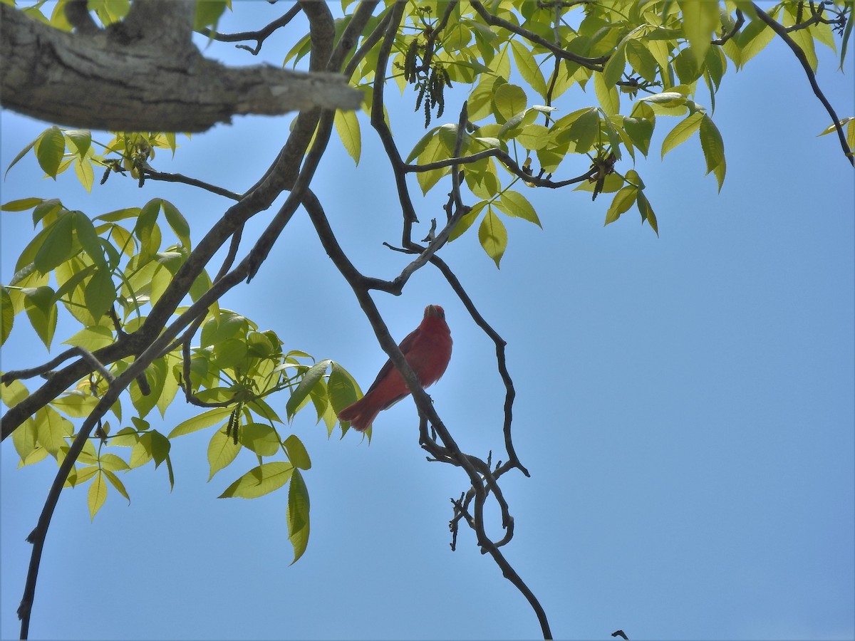 Summer Tanager - ML583490621