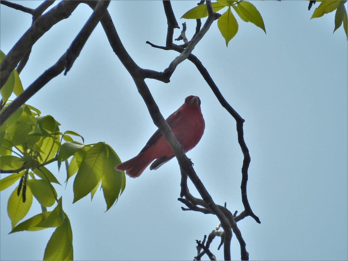 Summer Tanager - ML583490631
