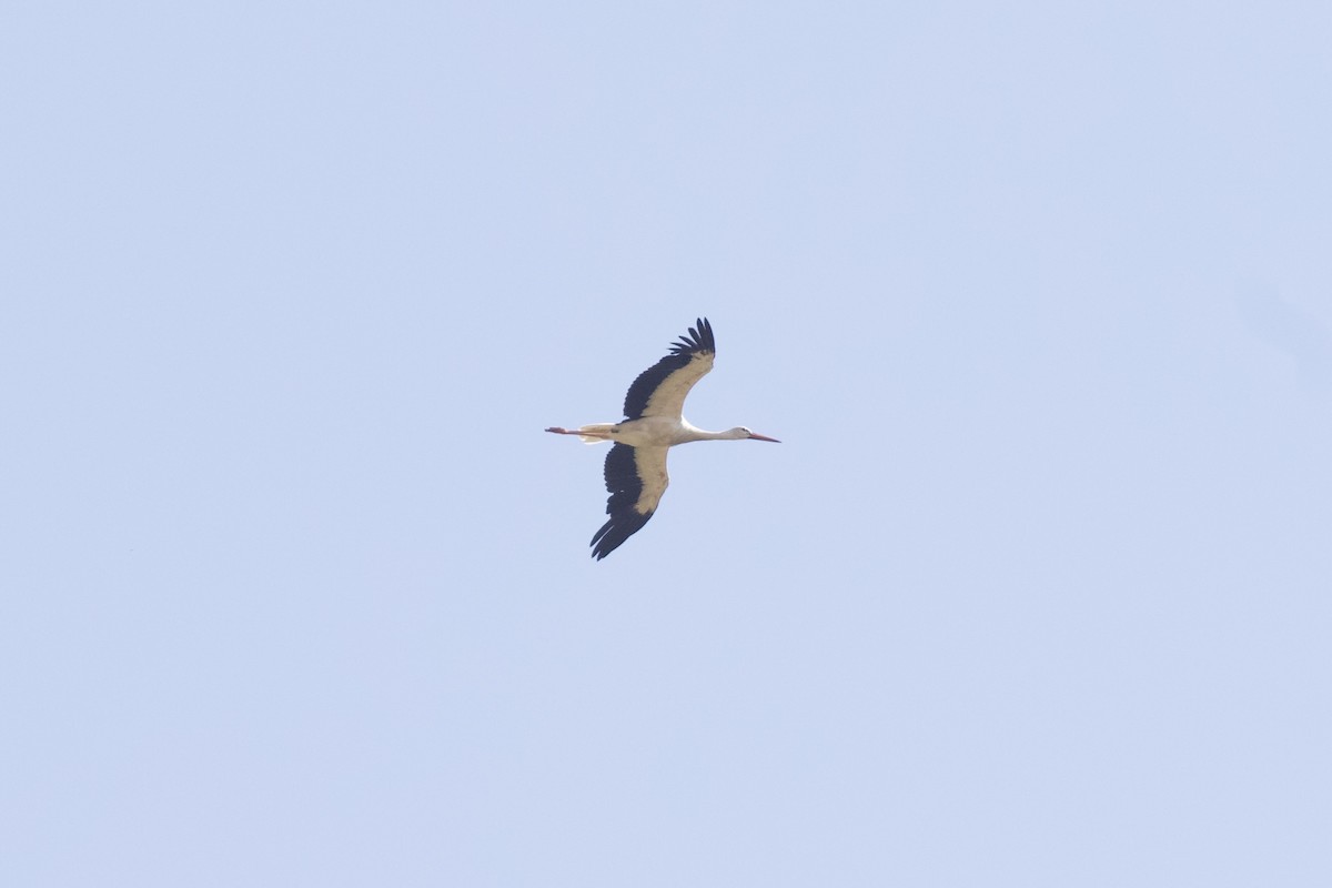 White Stork - ML583491141