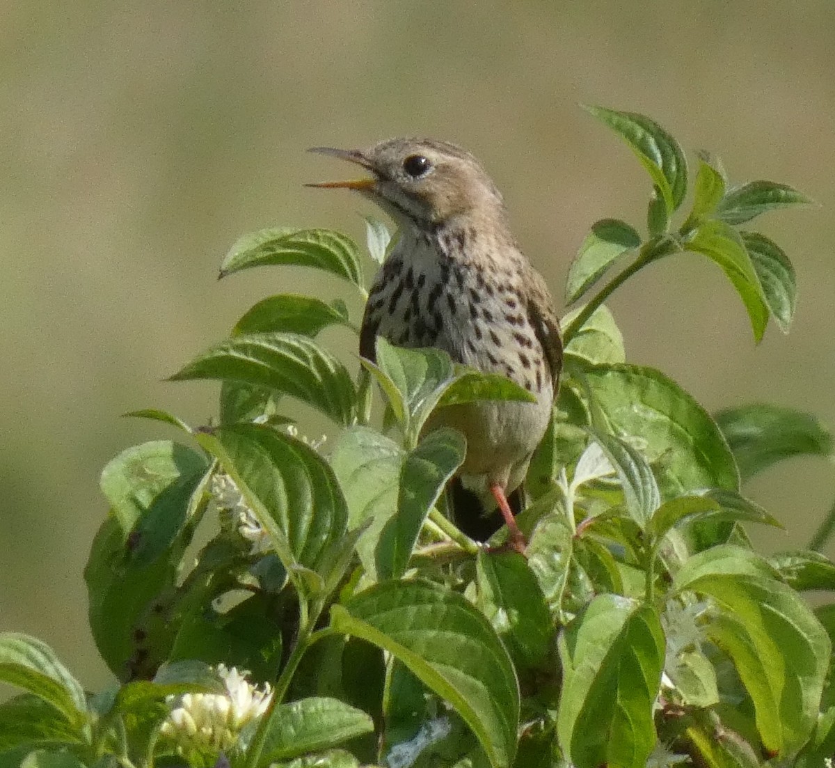 Meadow Pipit - ML583491241