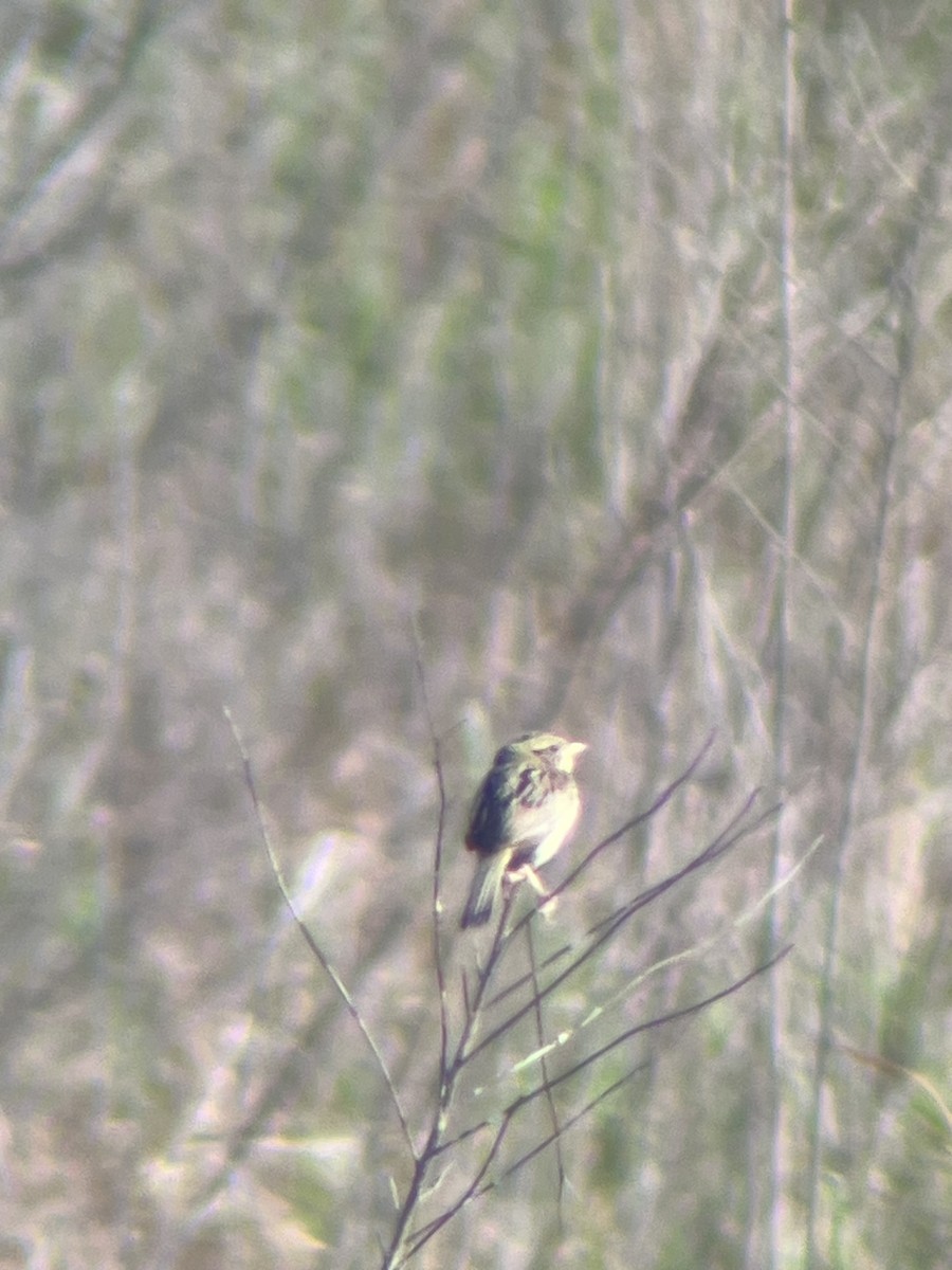 Henslow's Sparrow - ML583492561