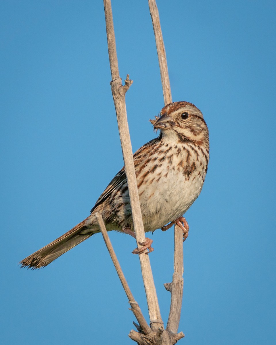 Song Sparrow - Robert Stone