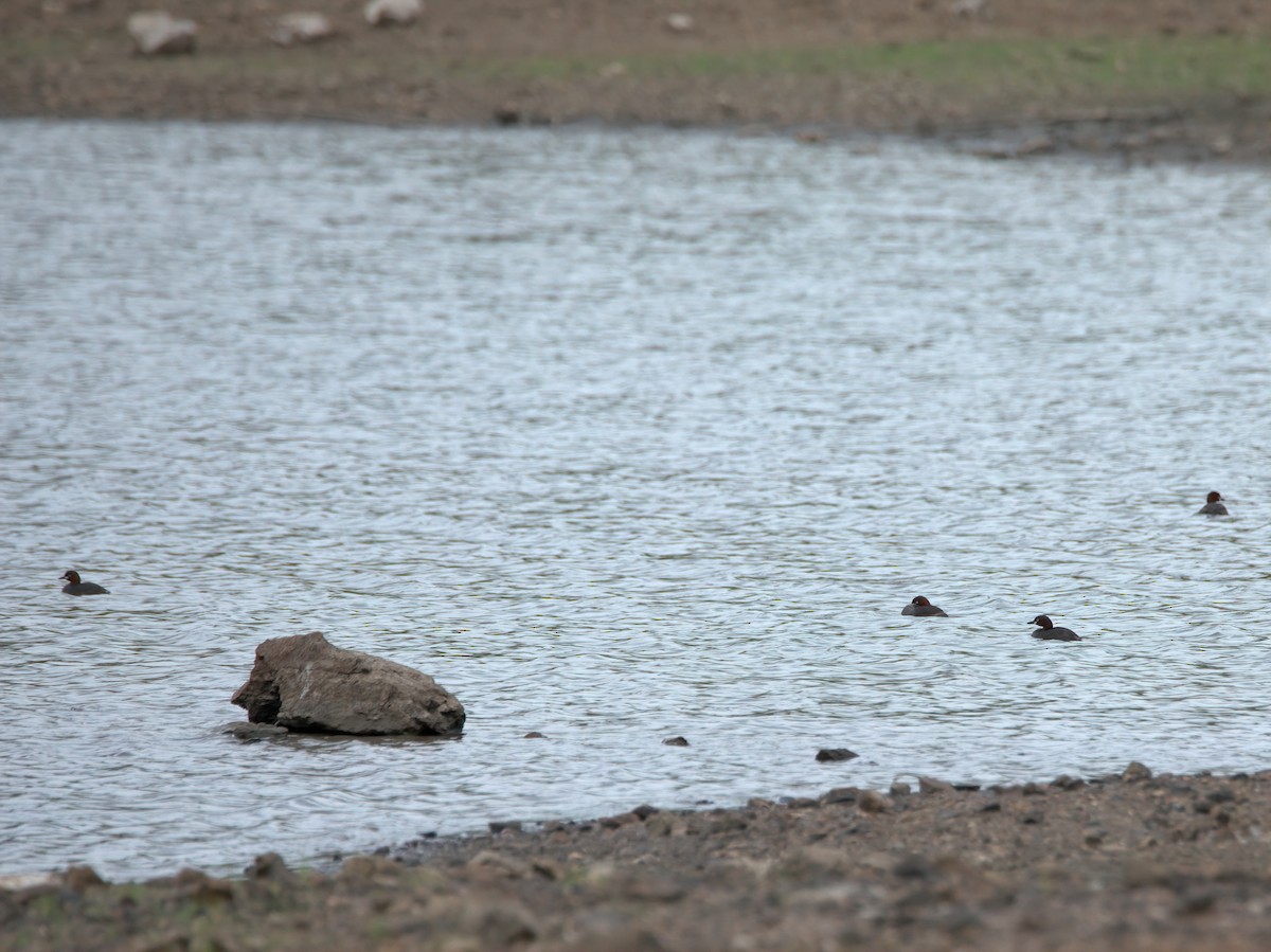 Little Grebe - ML583493071