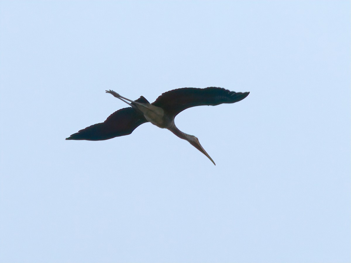 Painted Stork - ML583493341