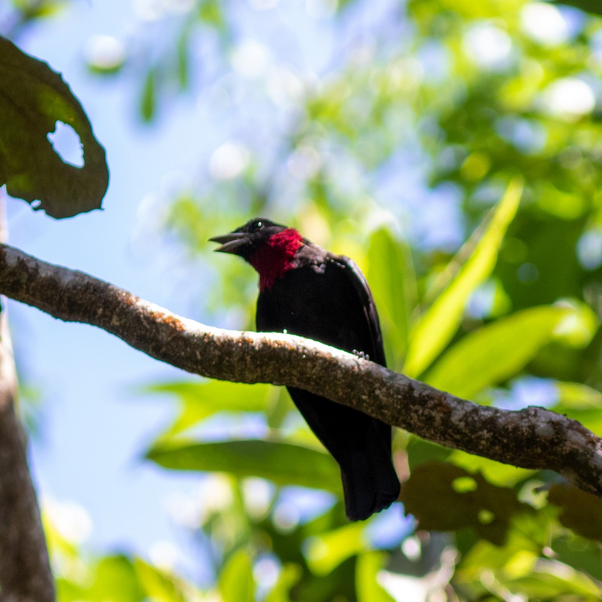 Purple-throated Fruitcrow - ML583493441