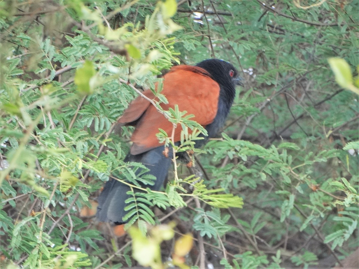 Greater Coucal - ML583493491
