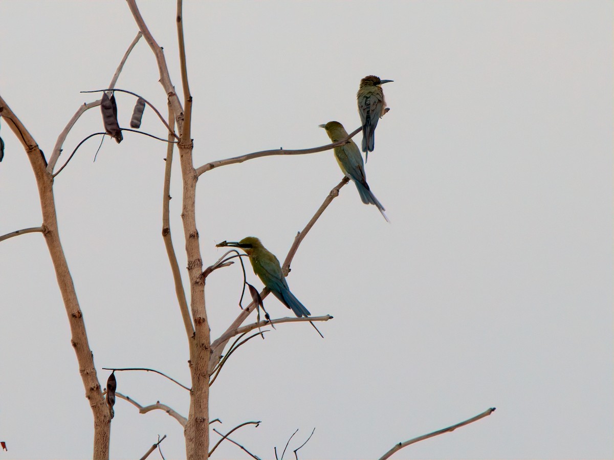 Blue-tailed Bee-eater - ML583493521