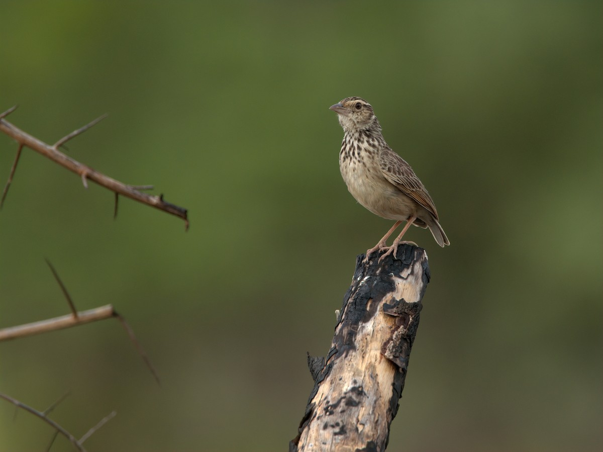 Indochinese Bushlark - ML583493941