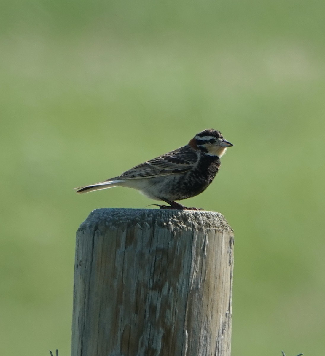 Chestnut-collared Longspur - ML583494031