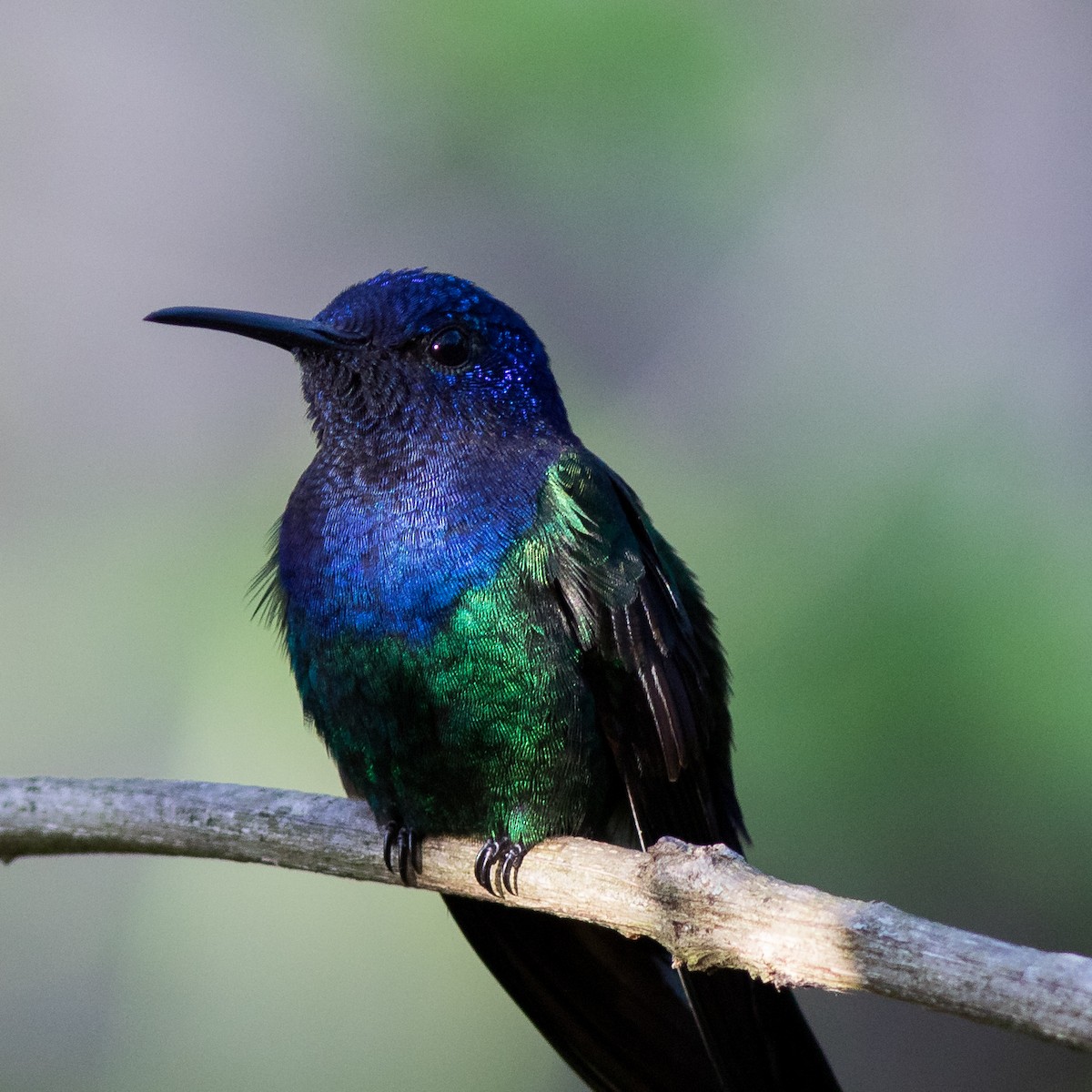 Swallow-tailed Hummingbird - ML583494141