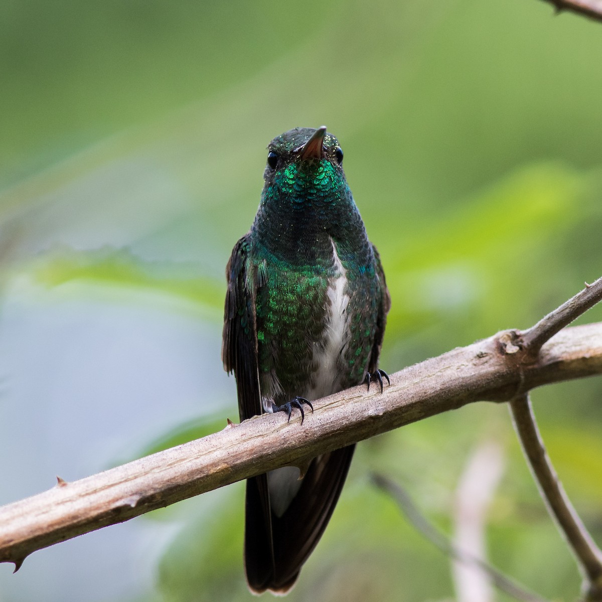 Glittering-throated Emerald - ML583494161