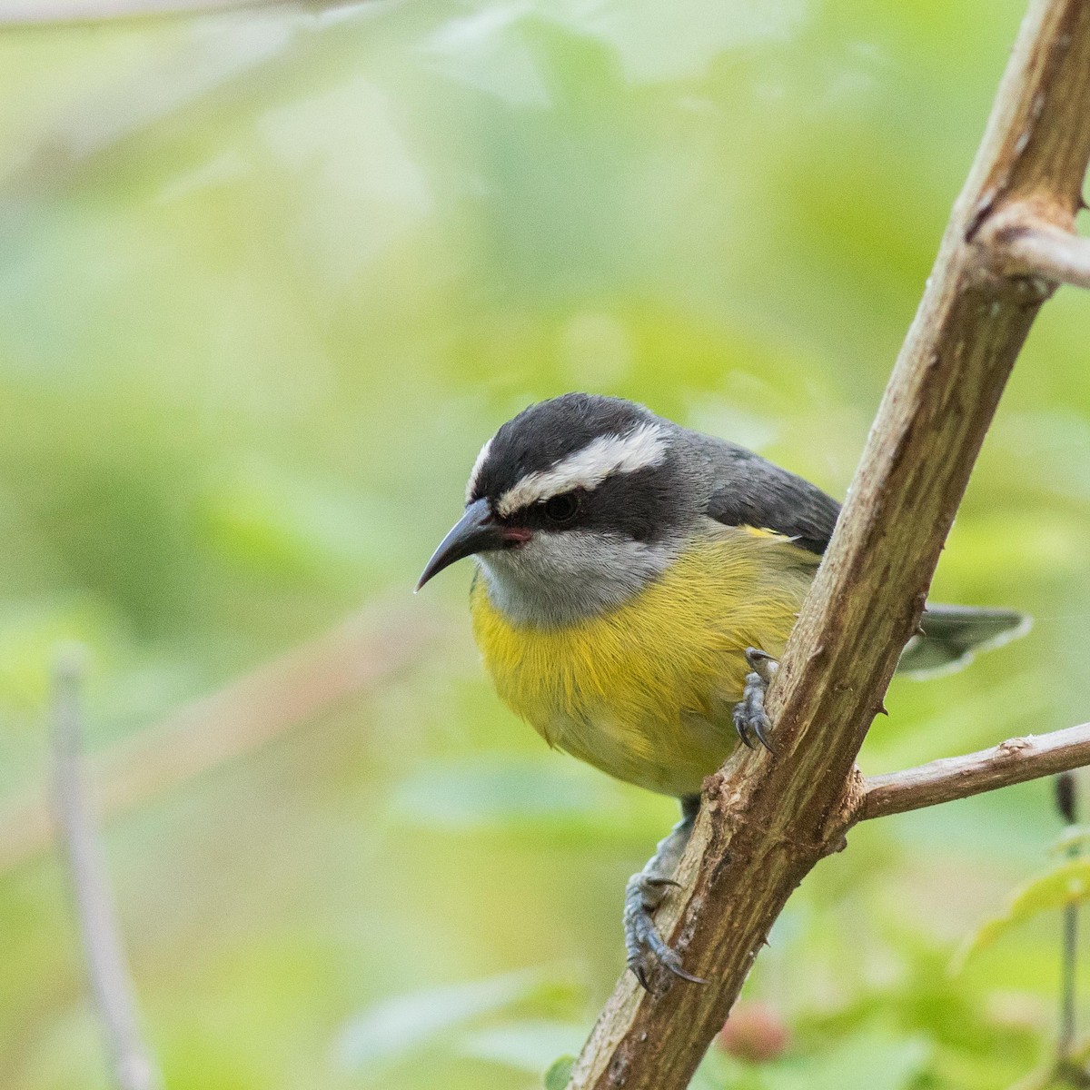 Bananaquit - ML583494221