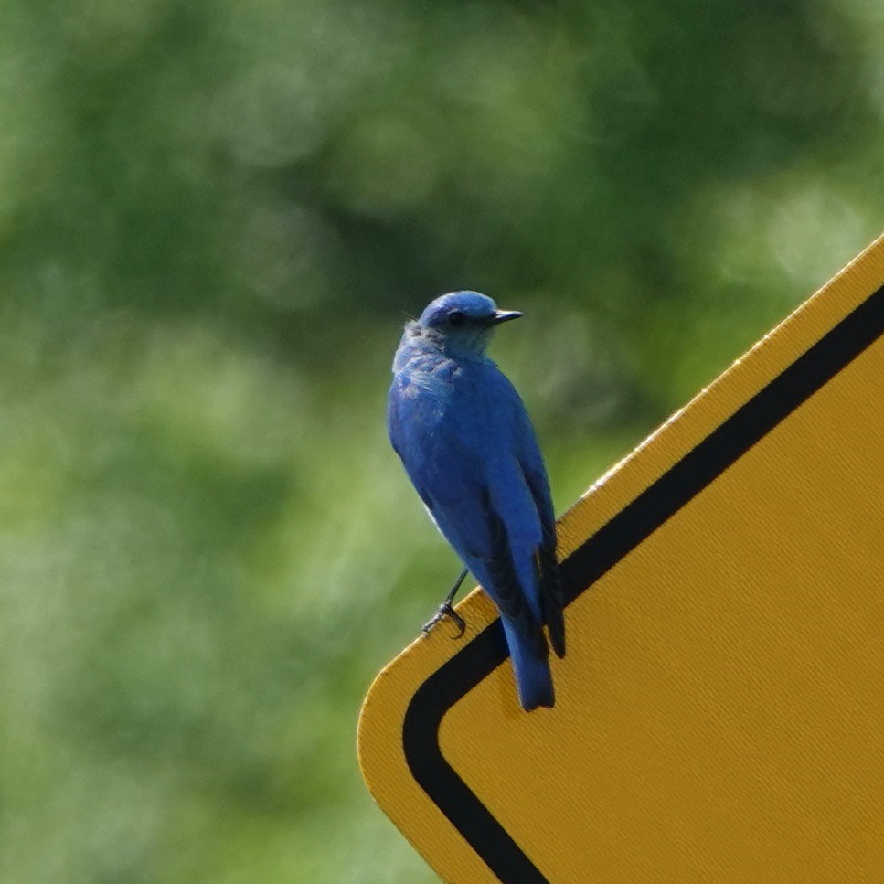 Mountain Bluebird - Dan Rabosky