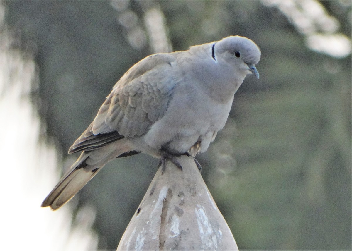 Eurasian Collared-Dove - Meruva Naga Rajesh
