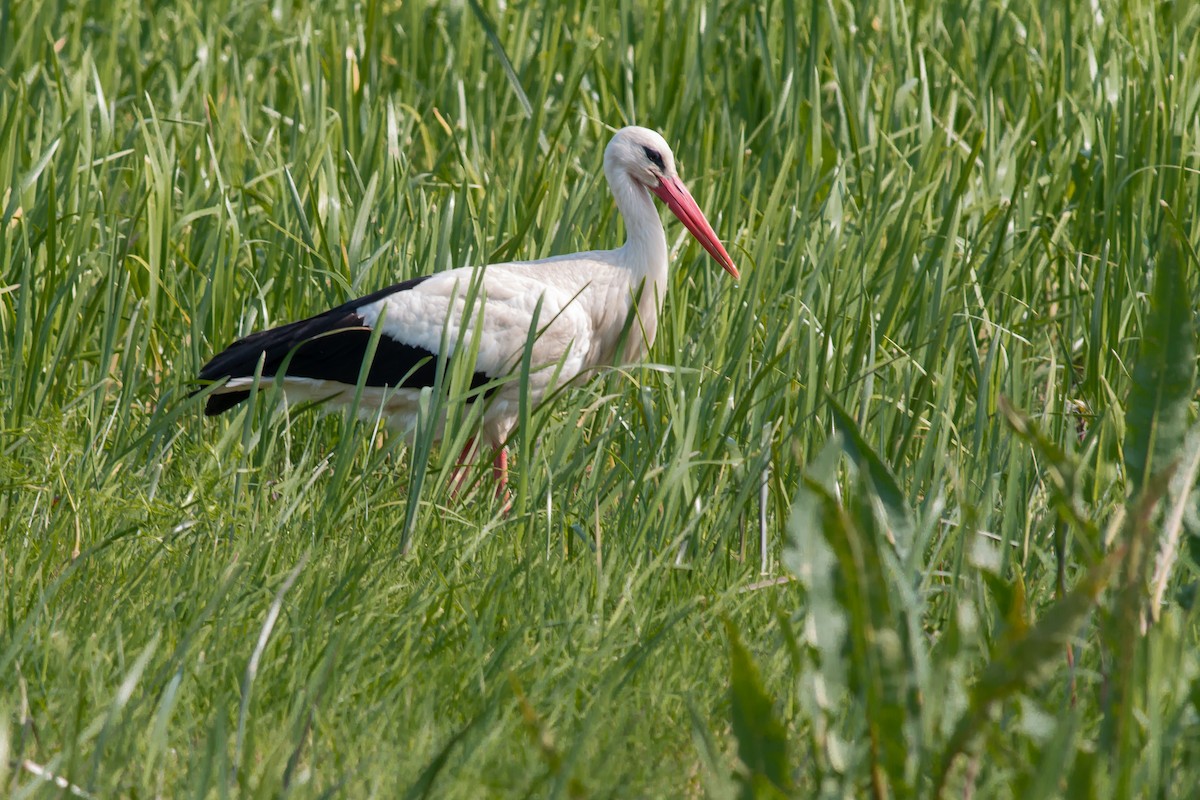 White Stork - Jakub Macháň
