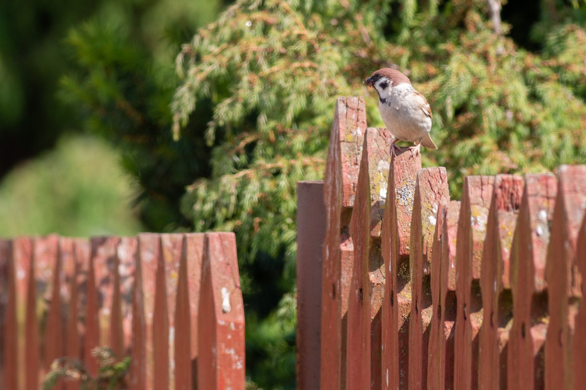 Eurasian Tree Sparrow - Jakub Macháň