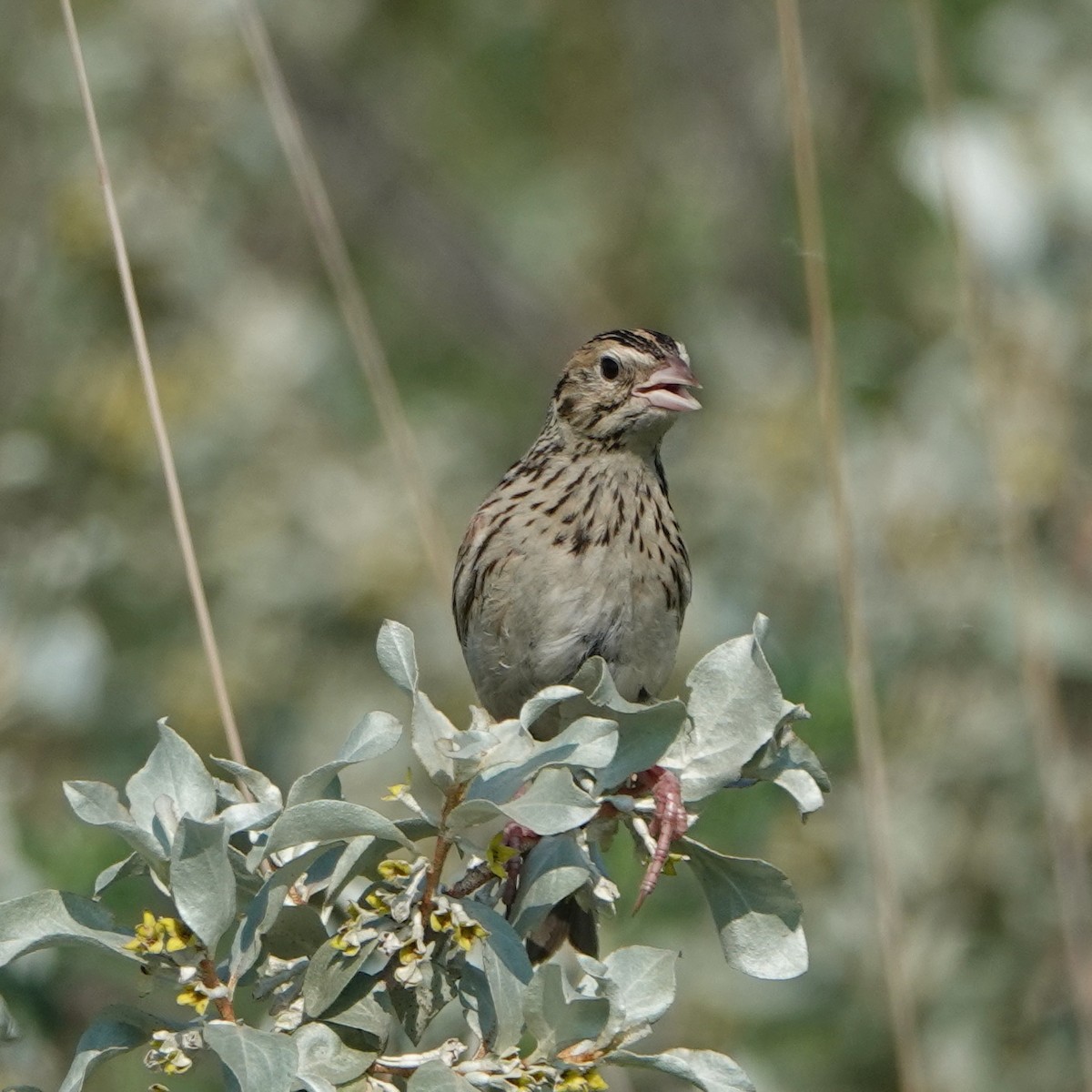 Baird's Sparrow - ML583495151