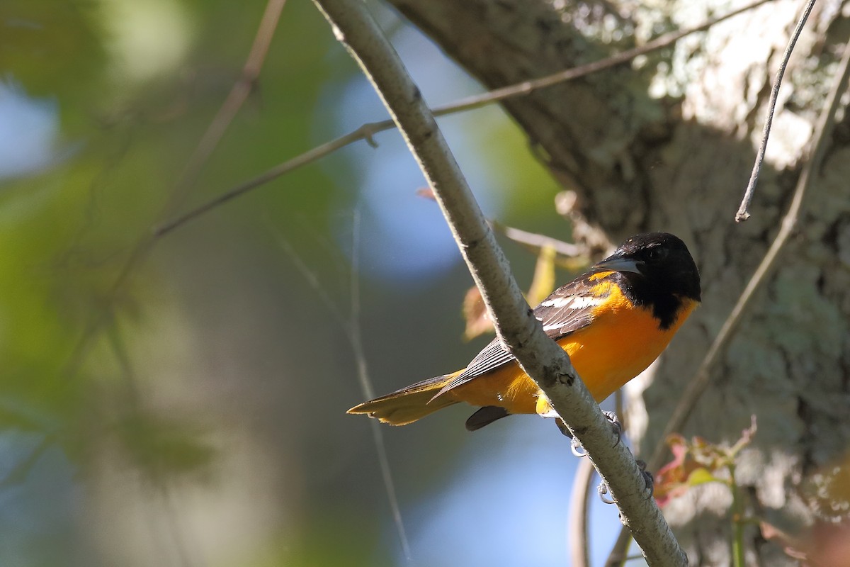 Oriole de Baltimore - ML583495471