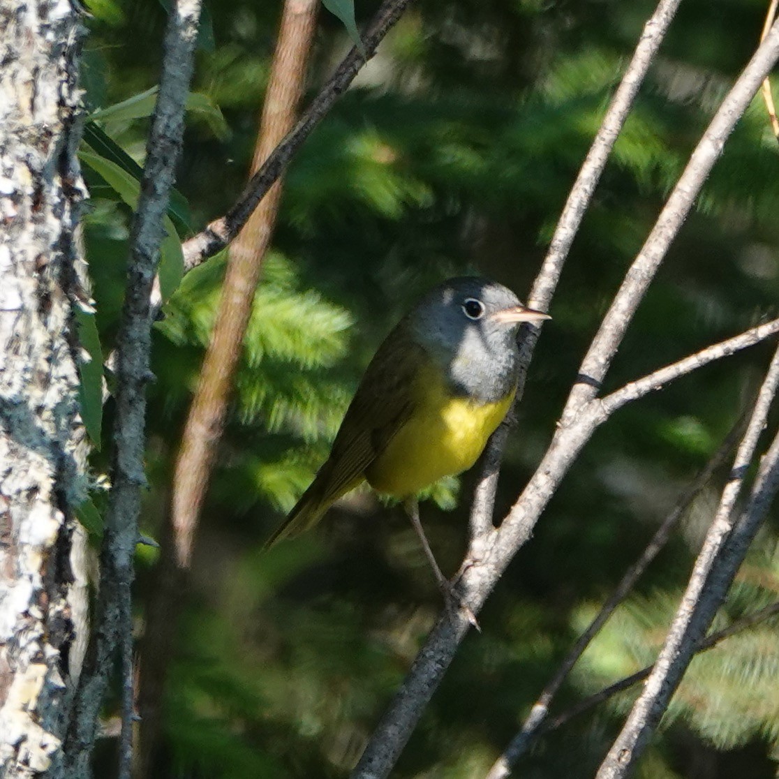 Connecticut Warbler - Dan Rabosky