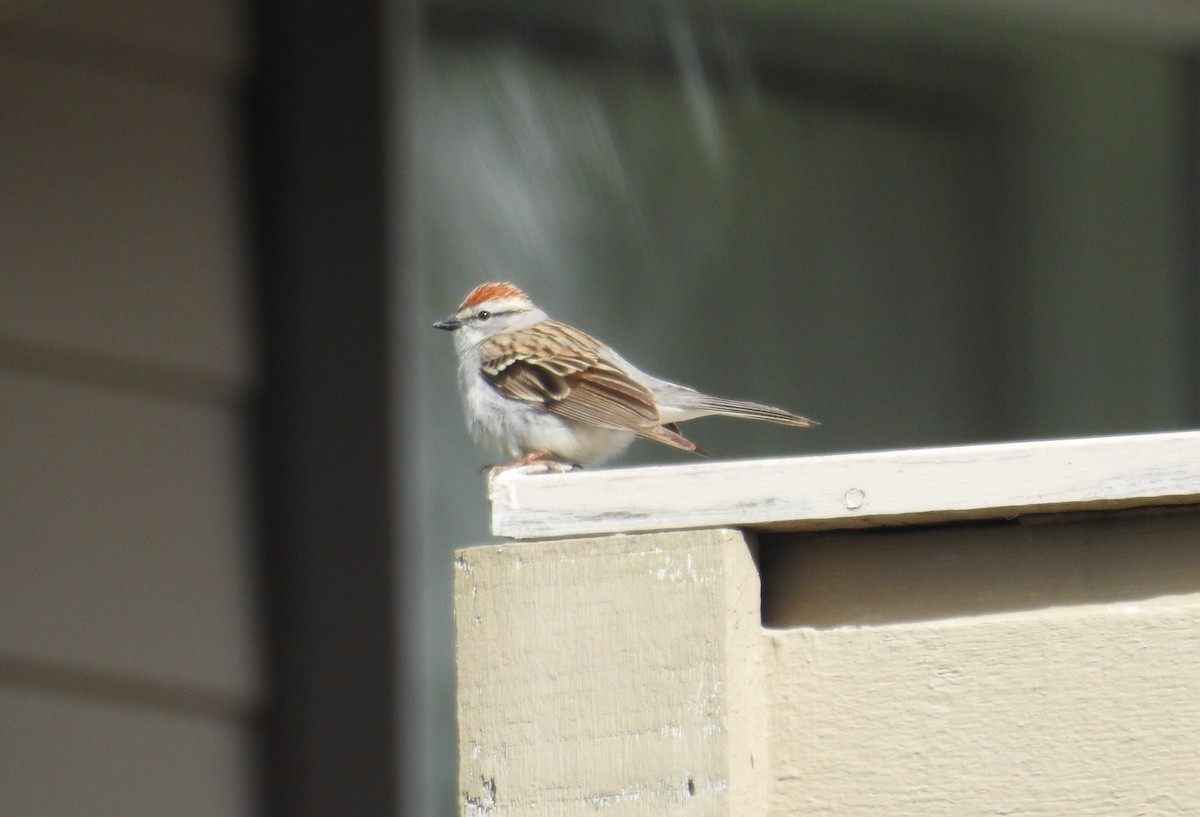 Chipping Sparrow - Neill Vanhinsberg